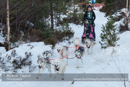 Class B Racing Team in the 30th Siberian Husky Club of GB Arden Grange Aviemore Sled Dog Rally 2013