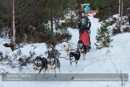 Class B Racing Team in the 30th Siberian Husky Club of GB Arden Grange Aviemore Sled Dog Rally 2013