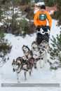 Class B Racing Team in the 30th Siberian Husky Club of GB Arden Grange Aviemore Sled Dog Rally 2013