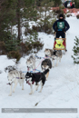Class B Racing Team in the 30th Siberian Husky Club of GB Arden Grange Aviemore Sled Dog Rally 2013