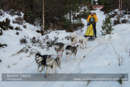 Class B Racing Team in the 30th Siberian Husky Club of GB Arden Grange Aviemore Sled Dog Rally 2013