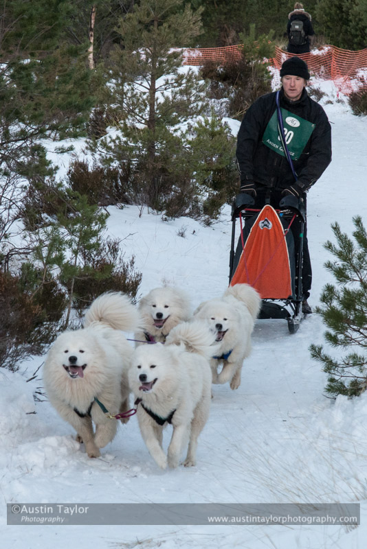 Class B2 Racing Team in the 30th Siberian Husky Club of GB Arden Grange Aviemore Sled Dog Rally 2013