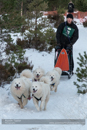 Class B2 Racing Team in the 30th Siberian Husky Club of GB Arden Grange Aviemore Sled Dog Rally 2013
