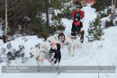 Class B2 dog sled racing team
