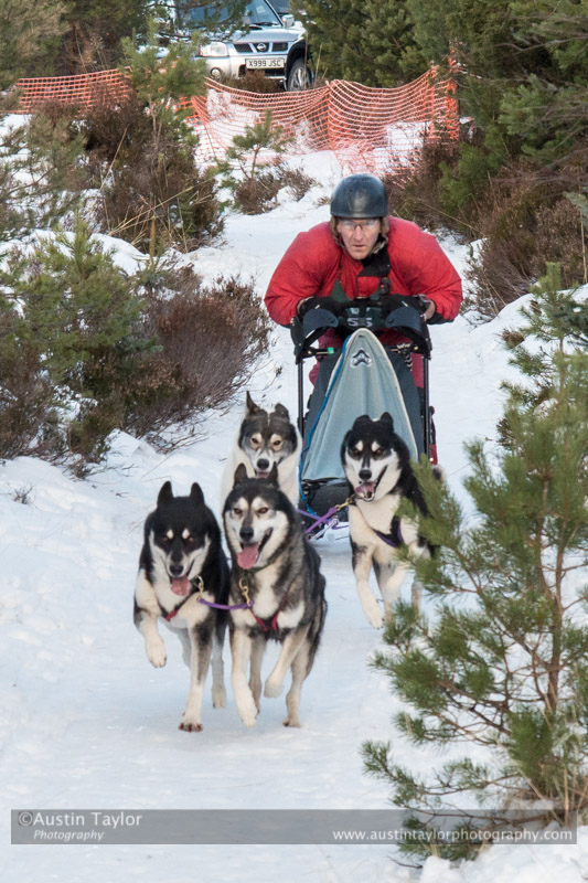 Class C Racing Team in the 30th Siberian Husky Club of GB Arden Grange Aviemore Sled Dog Rally 2013