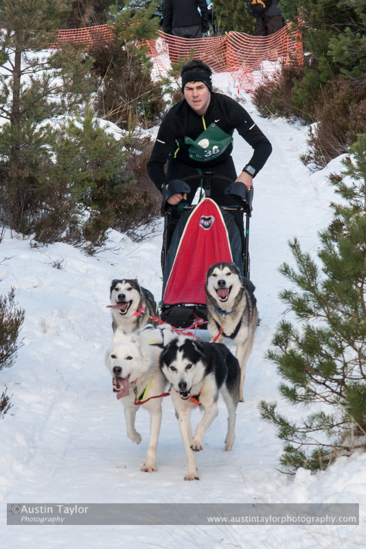 Class C Racing Team in the 30th Siberian Husky Club of GB Arden Grange Aviemore Sled Dog Rally 2013