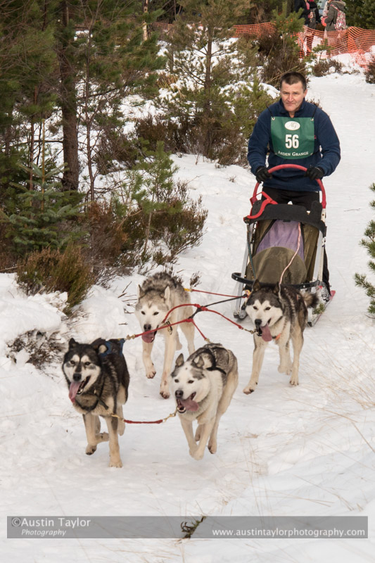 Class C Racing Team in the 30th Siberian Husky Club of GB Arden Grange Aviemore Sled Dog Rally 2013