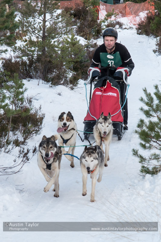 Class C Racing Team in the 30th Siberian Husky Club of GB Arden Grange Aviemore Sled Dog Rally 2013