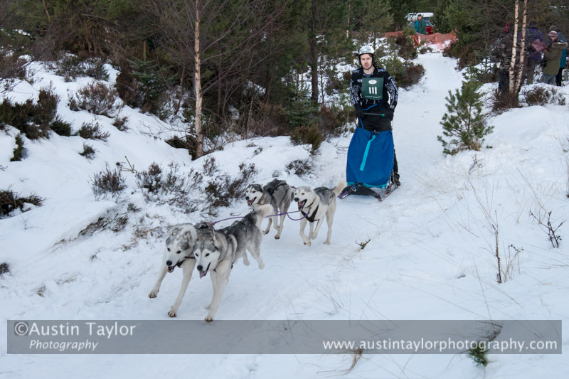 Class C Racing Team in the 30th Siberian Husky Club of GB Arden Grange Aviemore Sled Dog Rally 2013