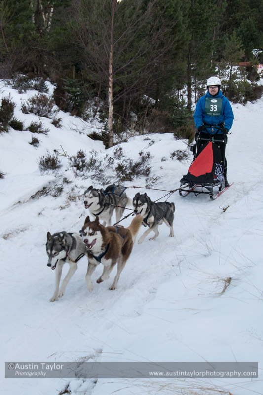 Class C Racing Team in the 30th Siberian Husky Club of GB Arden Grange Aviemore Sled Dog Rally 2013