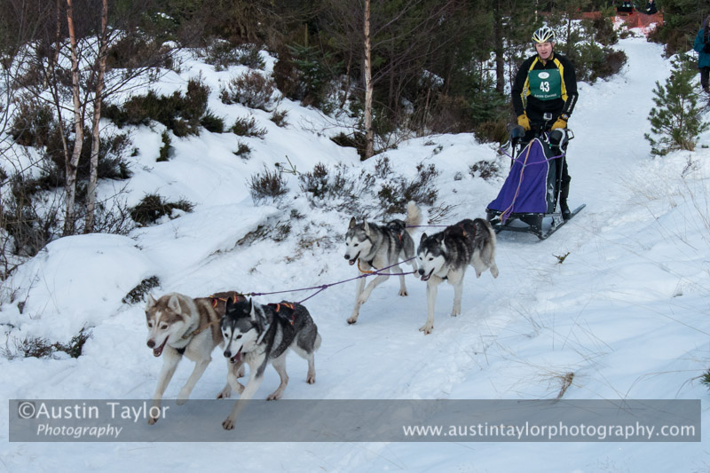 Class C Racing Team in the 30th Siberian Husky Club of GB Arden Grange Aviemore Sled Dog Rally 2013