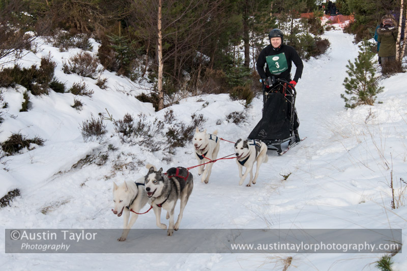 Class C Racing Team in the 30th Siberian Husky Club of GB Arden Grange Aviemore Sled Dog Rally 2013