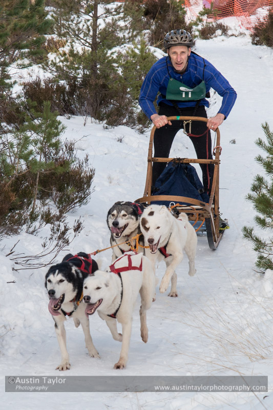 Class C Racing Team in the 30th Siberian Husky Club of GB Arden Grange Aviemore Sled Dog Rally 2013