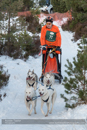 Class C Racing Team in the 30th Siberian Husky Club of GB Arden Grange Aviemore Sled Dog Rally 2013