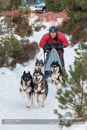 Class C Racing Team in the 30th Siberian Husky Club of GB Arden Grange Aviemore Sled Dog Rally 2013
