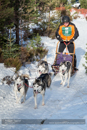 Class C Racing Team in the 30th Siberian Husky Club of GB Arden Grange Aviemore Sled Dog Rally 2013