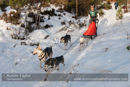 Class C Racing Team in the 30th Siberian Husky Club of GB Arden Grange Aviemore Sled Dog Rally 2013