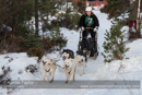 Class C Racing Team in the 30th Siberian Husky Club of GB Arden Grange Aviemore Sled Dog Rally 2013