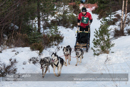 Class C Racing Team in the 30th Siberian Husky Club of GB Arden Grange Aviemore Sled Dog Rally 2013
