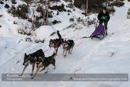 Class C Racing Team in the 30th Siberian Husky Club of GB Arden Grange Aviemore Sled Dog Rally 2013