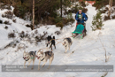Class C Racing Team in the 30th Siberian Husky Club of GB Arden Grange Aviemore Sled Dog Rally 2013