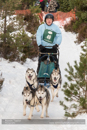 Class C Racing Team in the 30th Siberian Husky Club of GB Arden Grange Aviemore Sled Dog Rally 2013
