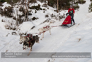 Class C Racing Team in the 30th Siberian Husky Club of GB Arden Grange Aviemore Sled Dog Rally 2013