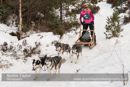 Class C dog sled racing team
