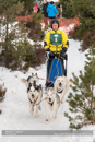 Class C Racing Team in the 30th Siberian Husky Club of GB Arden Grange Aviemore Sled Dog Rally 2013