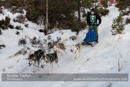 Class C Racing Team in the 30th Siberian Husky Club of GB Arden Grange Aviemore Sled Dog Rally 2013