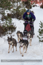 Class C Racing Team in the 30th Siberian Husky Club of GB Arden Grange Aviemore Sled Dog Rally 2013