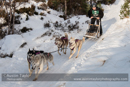 Class C Racing Team in the 30th Siberian Husky Club of GB Arden Grange Aviemore Sled Dog Rally 2013