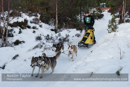 Class C Racing Team in the 30th Siberian Husky Club of GB Arden Grange Aviemore Sled Dog Rally 2013