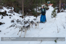 Class C Racing Team in the 30th Siberian Husky Club of GB Arden Grange Aviemore Sled Dog Rally 2013
