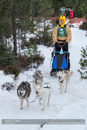 Class C Racing Team in the 30th Siberian Husky Club of GB Arden Grange Aviemore Sled Dog Rally 2013