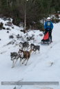 Class C Racing Team in the 30th Siberian Husky Club of GB Arden Grange Aviemore Sled Dog Rally 2013