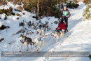 Class C Racing Team in the 30th Siberian Husky Club of GB Arden Grange Aviemore Sled Dog Rally 2013