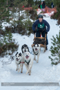 Class C Racing Team in the 30th Siberian Husky Club of GB Arden Grange Aviemore Sled Dog Rally 2013