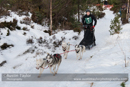 Class C Racing Team in the 30th Siberian Husky Club of GB Arden Grange Aviemore Sled Dog Rally 2013