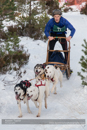 Class C Racing Team in the 30th Siberian Husky Club of GB Arden Grange Aviemore Sled Dog Rally 2013