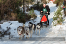 Class C Racing Team in the 30th Siberian Husky Club of GB Arden Grange Aviemore Sled Dog Rally 2013