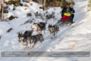 Class C2 Racing Team in the 30th Siberian Husky Club of GB Arden Grange Aviemore Sled Dog Rally 2013