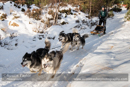 Class C2 dog sled racing team