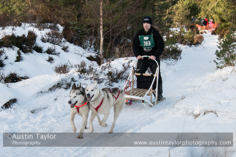 Class D Racing Team in the 30th Siberian Husky Club of GB Arden Grange Aviemore Sled Dog Rally 2013