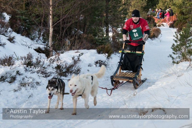 Class D Racing Team in the 30th Siberian Husky Club of GB Arden Grange Aviemore Sled Dog Rally 2013