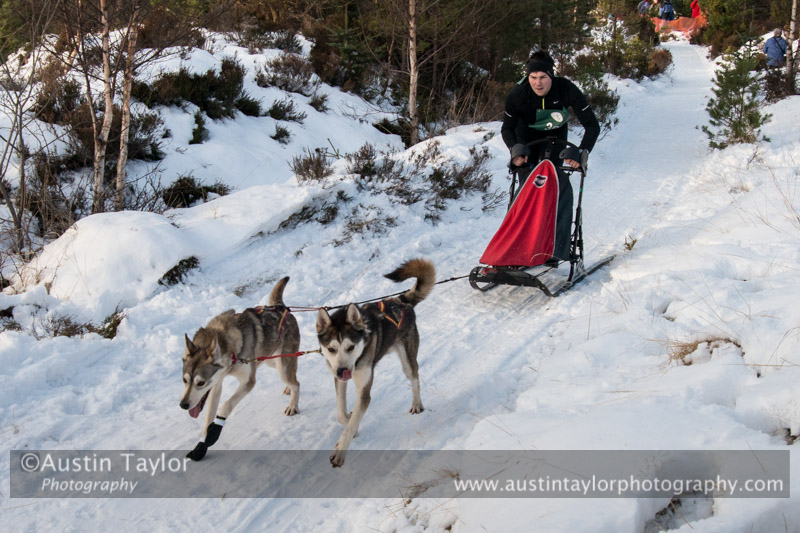 Class D Racing Team in the 30th Siberian Husky Club of GB Arden Grange Aviemore Sled Dog Rally 2013
