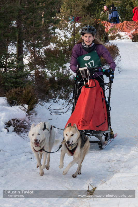 Class D Racing Team in the 30th Siberian Husky Club of GB Arden Grange Aviemore Sled Dog Rally 2013