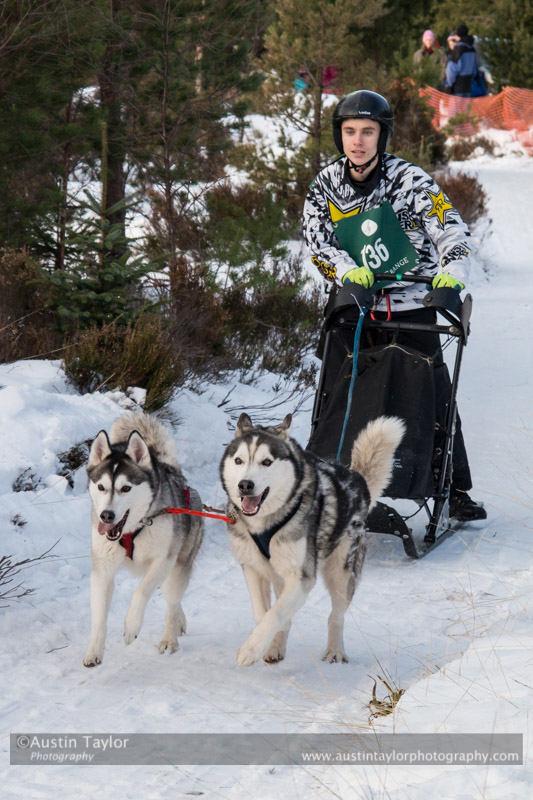 Class D Racing Team in the 30th Siberian Husky Club of GB Arden Grange Aviemore Sled Dog Rally 2013