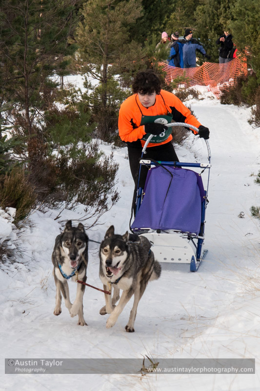 Class D Racing Team in the 30th Siberian Husky Club of GB Arden Grange Aviemore Sled Dog Rally 2013