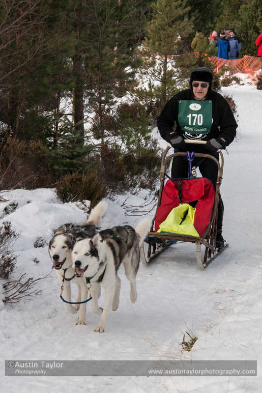 Class D Racing Team in the 30th Siberian Husky Club of GB Arden Grange Aviemore Sled Dog Rally 2013